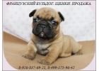 Щенки французского бульдога