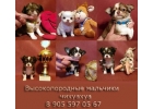 Чихуахуа, щенки д-ш чихуа-хуа в продаже. Москва СЗАО