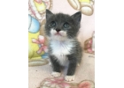 Очень красивые котята в дар